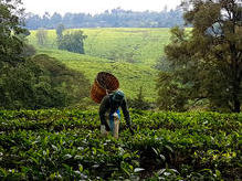 Teeplantagen bei Tigoni, Nairobi