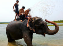 Chitwan Nationalpark: herrlich erfrischende Elefantendusche