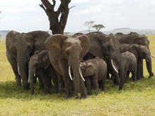 Elefantenfamilie, nördliche Serengeti