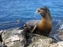 Galápagos-Seelöwen - Santa Fe