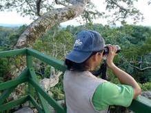 Canopy Turm, Yasuni Nationalpark