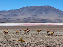 Vicuñas im Altiplano