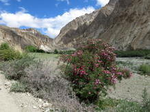 Wildrosen am Markha River