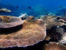 Unterwasserwelt am äusseren Great Barrier Reef - Nordostküste Australien