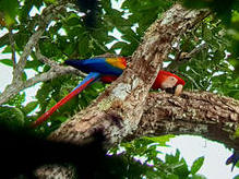 Hellroter Ara (Scarlet Macaw)
