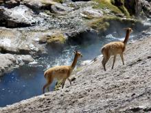 Vicuñas am Geysir Blanco, Atacama Wüste, Chile 