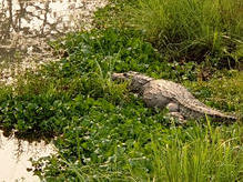 Chitwan Nationalpark: irgendwie surreal - ein Mugger-Krokodil aus 5 m Entfernung vom Elefanten aus