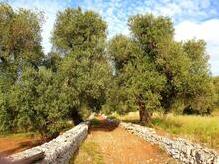 Wanderweg durch uralte Olivenhaine in der Umgebung von Ostuni