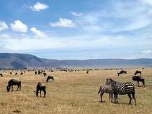 Gnus und Zebras im Ngorongoro Krater (Unesco Weltnaturerbe)