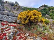 im Aufstieg zum Capo di a Veta (703 m), oberhalb Calvi's