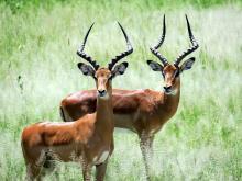 Impala-Böcke, Tarangire Nationalpark