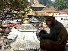 Pashupatinath