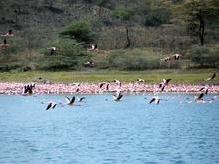 Flamingos an den Momella Seen im Arusha Nationalpark, am Fusse des Mt. Meru 