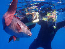 Tolle Schnorchelerlebnisse am Great Barrier Reef