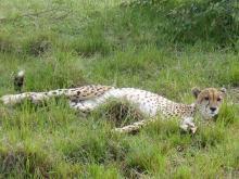 Gepard, Massai Mara