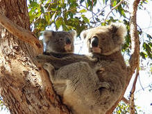 Koalamutter mit Jungem - von so nah nur auf Kangaroo Island zu sehen!