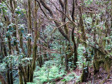 Loorbeerwald - Anagagebirge