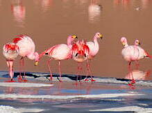 James Flamingos an der Laguna Colorada