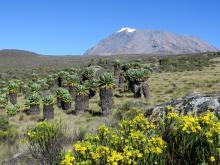 Riesen-Senecien vor dem Kili-Massiv