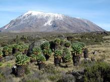 Riesensenezien vor dem Kilimanjaro (5.895 m)