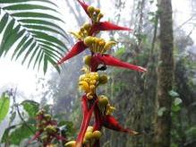 Heliconia, Nebelwald Bellavista