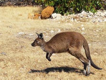 Western Grey Kangaroo auf dem Sprung