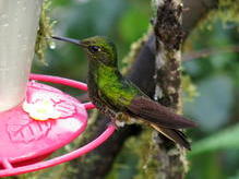 Kolibri, Nebelwald Bellavista