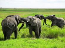 Spielende Elefanten, Serengeti