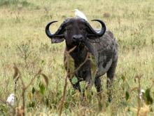 Kaffernbüffel, Lake Nakuru Nationalpark