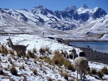 Lamas an der Laguna Tuni mit Nevado Condoriri (5720 m), Bolivien