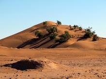 Sanddünen mit charakteristischen Tamarisken