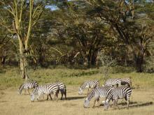 Steppenzebras im Lake Nakuru Nationalpark