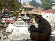 Pashupatinath - Nepals wichtigstes hinduistisches Heiligtum