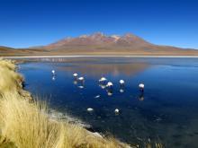 Laguna Chiguana, Bolivien