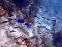 Faszinierende Unterwasserwelt beim Mnemba Atoll auf Zanzibar