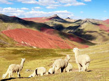Montañas Coloradas in den Seitentälern des Altiplano Peruano