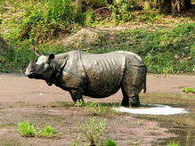 Chitwan Nationalpark: Indisches Panzernashorn