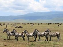 Zebraparade im Ngorongoro Krater