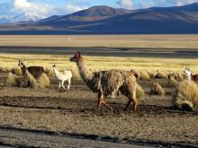 Alpacas im Sajama Nationalpark, Bolivien