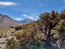 Queñua-Wälder im Sajama-Nationalpark