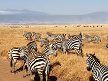 Steppenzebras im Ngorongoro Krater