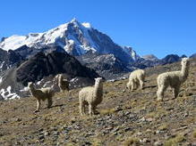 Alpacas vor dem Huayna Potosi (6088 m)