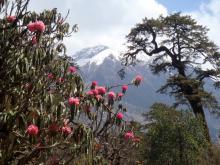 Rhododendron vor Timang (2620 m)