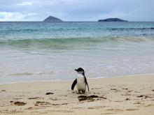 Galápagos-Pinguin - Punta Cormorant, Floreana