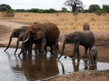 Elefantenfamilie im Tarangire Nationalpark