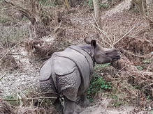 Chitwan Nationalpark - Indisches Panzernashorn