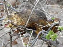 Landleguan, Seymour Norte