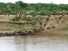 Grosse Tierwanderung über den Mara River