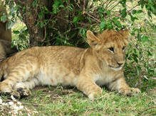 Junger Simba, nördliche Serengeti