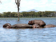 Flusspferde im Lake Naivasha, Kenia